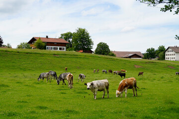 cows grazing on the sun-drenched green alpine valley against the clear blue sky in Allgau, Bavaria,...