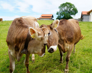 Two friendly alpine cows helping each other to get rid of the pesky flies (Bavaria, Alps, Germany)	
