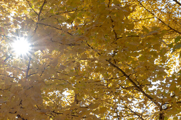 Fototapeta premium 色づく季節