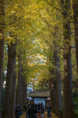 Fototapeta premium 色づく季節