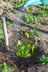 Watering the young grape seedling with water