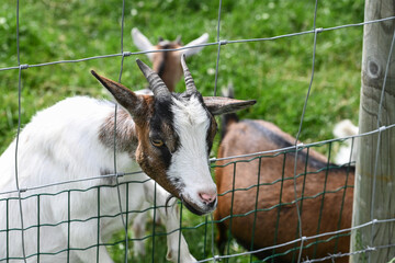 Chèvre chevreau corne lait fromage