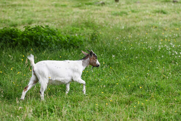 Obraz premium Chèvre chevreau corne lait fromage