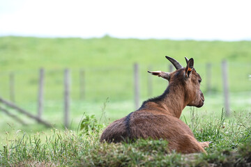 Chèvre chevreau corne lait fromage