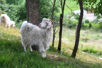 Naklejka premium animaux elevage chèvre angora laine