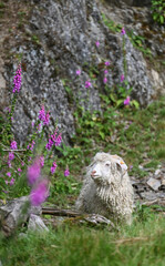animaux elevage chèvre angora laine