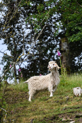 Obraz premium animaux elevage chèvre angora laine