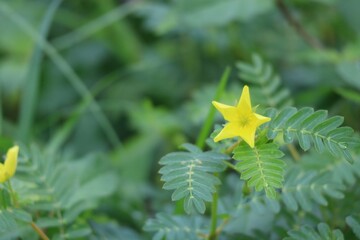 yellow flower in the garden