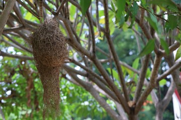 bird on a tree