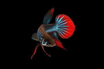 Wild betta fish, Siamese fighting fish, Pla-kad (Biting fish) isolated on black background.