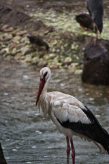 An oriental stork resting on the shallow.  Osaka Japan
