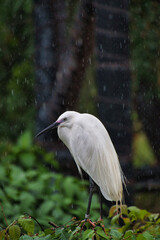 A little egret resting on the branch.  Osaka Japan
