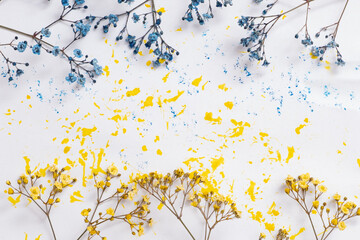 Blue and yellow flowers of gypsophila and blue and yellow blots of paint on a white background