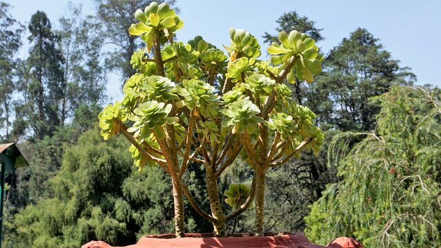 Closeup of beautiful Aeonium arboreum also known as tree aeonium, aenium, irish rose, houseleek or black prince.