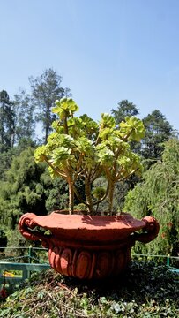 Closeup of beautiful Aeonium arboreum also known as tree aeonium, aenium, irish rose, houseleek or black prince.