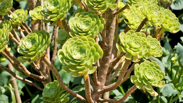 Closeup of beautiful Aeonium arboreum also known as tree aeonium, aenium, irish rose, houseleek or black prince.