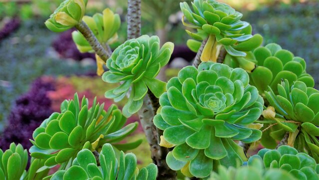 Closeup of beautiful Aeonium arboreum also known as tree aeonium, aenium, irish rose, houseleek or black prince.