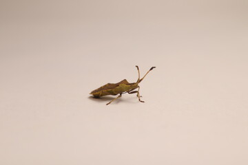 Squash bug isolated on white background.
Also called Dock bug (Coreus marginatus).
It like looks brown marmorated stink bug.
Close up insect, bug.
Insects, bugs.
Garden wildlife, Wild nature.
Animals