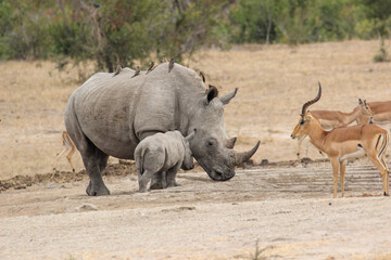 Fototapeta premium White Rhino and calf at the waterhole, Kruger National Park, South Africa