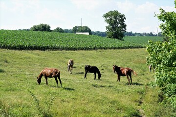 horses grazing in a field