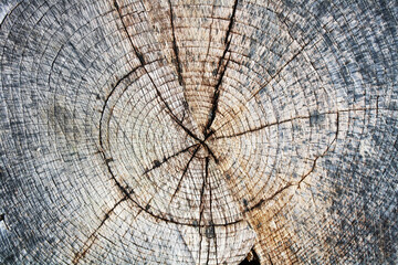 Center of a tree trunk