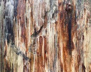 Obraz premium Pine tree close up texture reference material