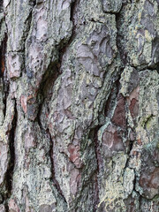 Pine tree close up texture reference material