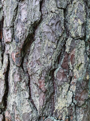 Pine tree close up texture reference material