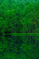 新緑の御射鹿池