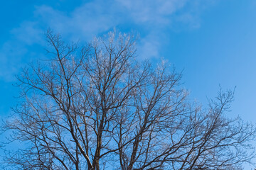 tree and sky