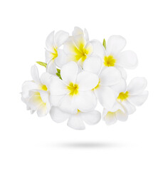 white frangipani tropical flower, plumeria flower blooming isolated on white background