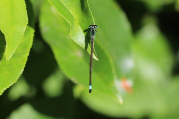 Kleine Pechlibelle - Ischnura pumilio - Männchen