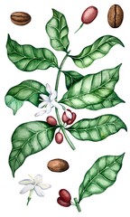 Coffee branch, flowers and beans watercolor illustration set 