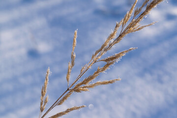 snow covered branches