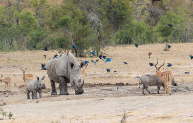 White Rhino and calf at the waterhole, Kruger National Park, South Africa