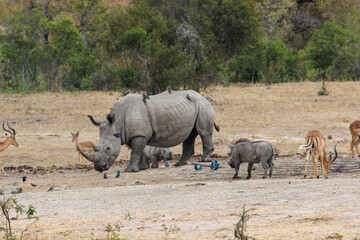 Fototapeta premium White Rhino and calf at the waterhole, Kruger National Park, South Africa