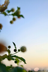 Plant isolated in front of blue sunset