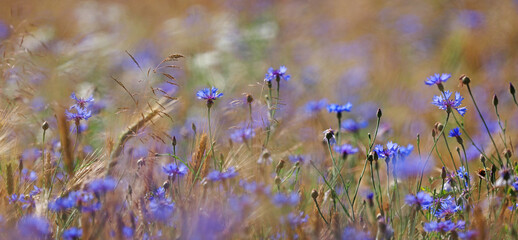 field with cornflowers panoramic picture