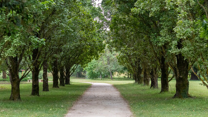 Fototapeta na wymiar Pretty path, lined with large green trees