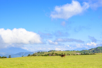 美ヶ原高原　草原