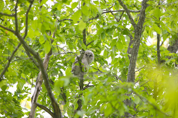 北海道にいるフクロウ
