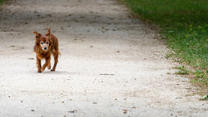 Adorable little ginger dog, looking like a fox, walking on a path, in a green park