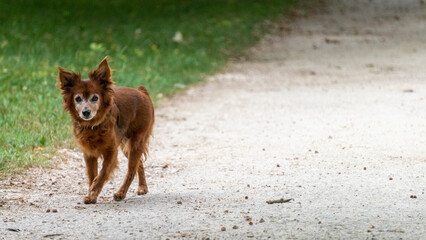 Adorable little ginger dog, looking like a fox, walking on a path, in a green park