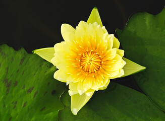 Close-Up Of Water Lily In Pond
