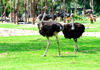 An ostrich is a large-feathered bird running fast in an open zoo.
