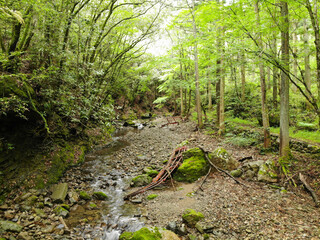 愛媛県西予市　桂川渓谷の風景
