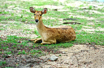  Deer in the open zoo in Thailand