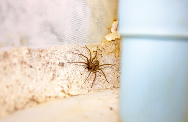 Home spider living in houses.Spider close-up.Domestic spider living in houses. Huge house spider. Tegenaria atrica. Spider weaver.