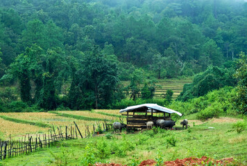 Green terraced rice field landscape with a small hut