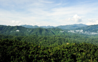 Fototapeta na wymiar beautiful natural scenery in southeast Asia, tropical green forest with mountains in the background, 